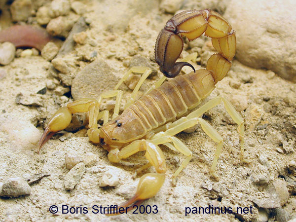 Scorpiones & Theraphosidae