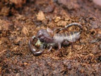 Heterometrus_molting_1.jpg

83,52 KB 
600 x 450 
12.02.2003
