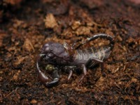 Heterometrus_molting_2.jpg

68,87 KB 
600 x 450 
12.02.2003
