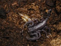 Heterometrus_molting_3.jpg

74,64 KB 
600 x 450 
12.02.2003
