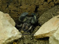 Heterometrus_molting_1.jpg

83,52 KB 
600 x 450 
12.02.2003
