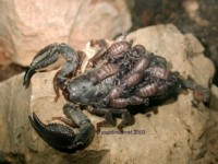 Heterometrus_molting_2.jpg

68,87 KB 
600 x 450 
12.02.2003

