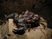 Heterometrus_molting_3.jpg

74,64 KB 
600 x 450 
12.02.2003
