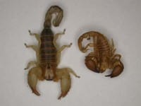 Opistophthalmus_and_molt.jpg

35,58 KB 
600 x 450 
12.02.2003
