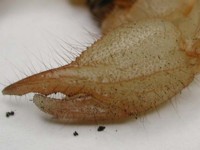 Opistophthalmus_chela_after_molt.jpg

33,67 KB 
600 x 450 
12.02.2003
