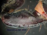 Heterometrus Tibia