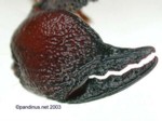 Pandinus cavimanus female chela
