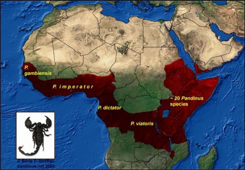 Distribution of the scorpion-genus Pandinus