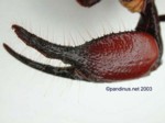Pandinus viatoris male chela