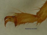 Ischnuridae tarsus
16,71 KB 
640 x 480